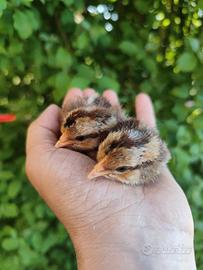 Pulcini Legbar maschi