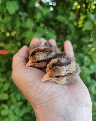 Pulcini Legbar maschi