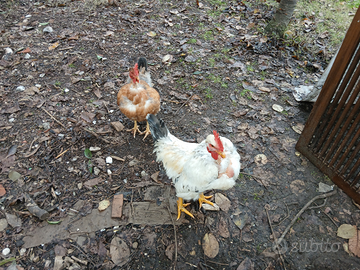 Galline e galline