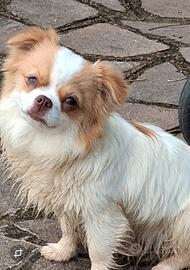 Cucciola simil chihuahua