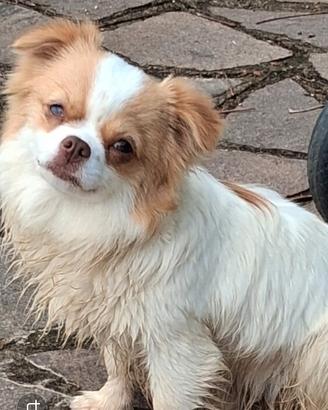 Cucciola simil chihuahua