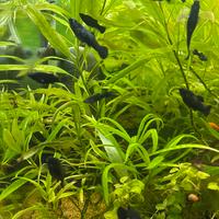 Black Molly