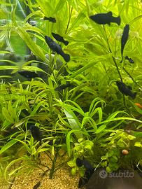 Black Molly