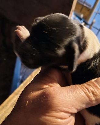 Cocker springer maschio