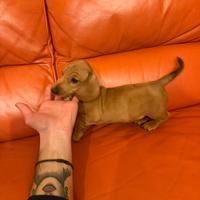 Cucciolo Bassotto Nano fulvo
