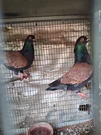 Colombi triganini spalla arancio