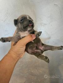 Bulldog francese blu
