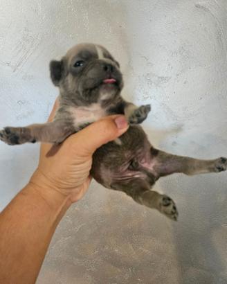Bulldog francese blu