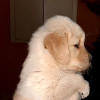 Cucciolo gloden retriever angloamericani