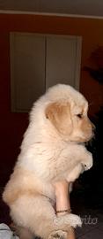 Cucciolo gloden retriever angloamericani