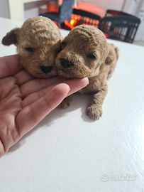 Cuccioli di barboncini toy red