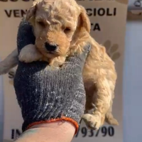 Barboncino mini toy albicocca 2M 3F anche a rate