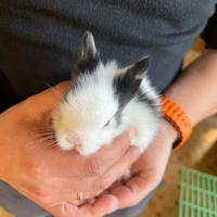 Conigli testa di leone