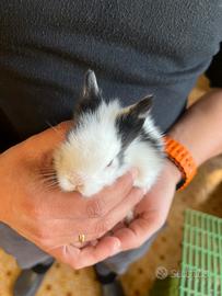 Conigli testa di leone