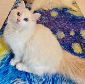 Cucciolo Ragdoll