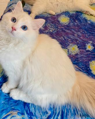 Cucciolo Ragdoll