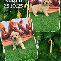 Maltipoo miele _ PING PONG