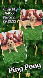 Maltipoo miele _ PING PONG