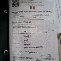 Puledro A.A