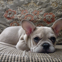 Bulldog francese femmina