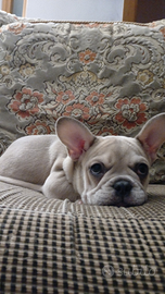 Bulldog francese femmina