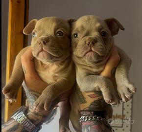 American Bully Micro Femmine Lilac