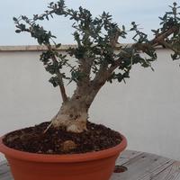 bonsai di olivo