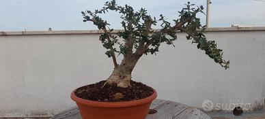 bonsai di olivo