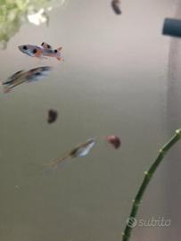  poecilia wingei endler