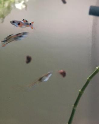  poecilia wingei endler