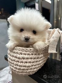 Spitz di Pomerania Toy