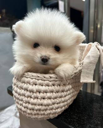 Spitz di Pomerania Toy