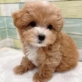 MALTIPOO - MALTIPO - MALTIPU CUCCIOLI pag rateale