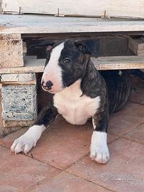 Cuccioli di bull terrier standard