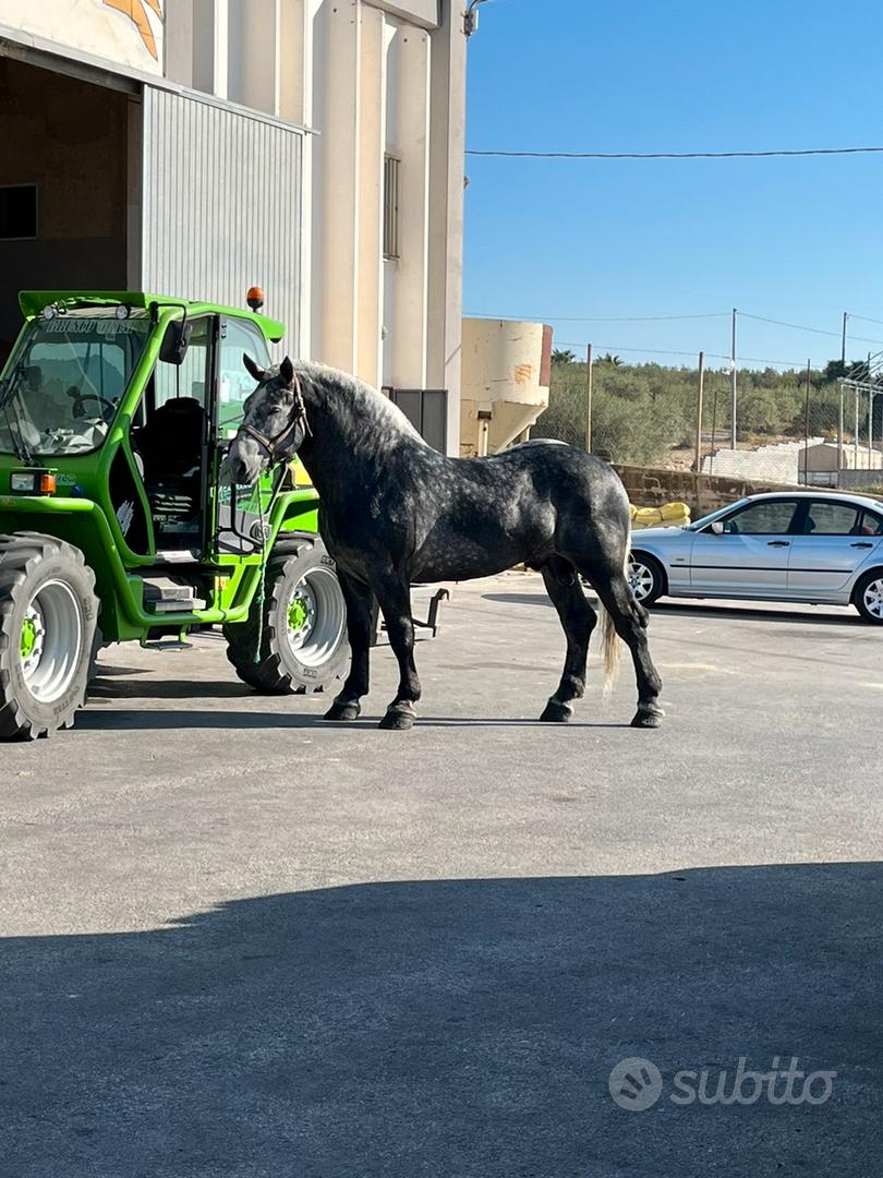 caballos pura sangre in vendita