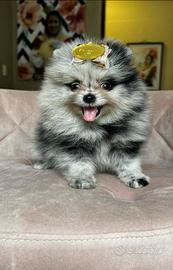 Spitz di Pomerania merle