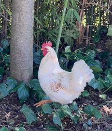 Gallo di sei mesi