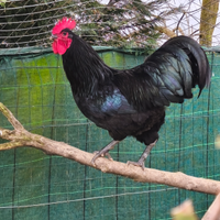 Galli razza australorp