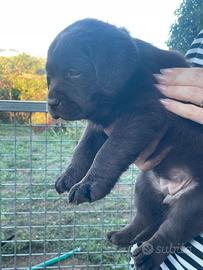 Labrador marroni con Pedigree - Animali In vendita a Viterbo