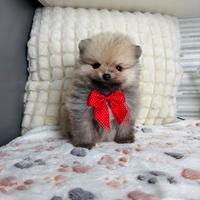 Volpino Pomerania maschio TOY 2 mesi