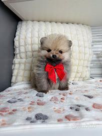 Volpino Pomerania maschio TOY 2 mesi