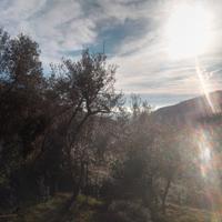 Terreno uliveto Sori Genova