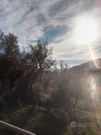 Terreno uliveto Sori Genova