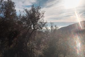 Terreno uliveto Sori Genova