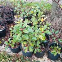 fotinie foglie rosse