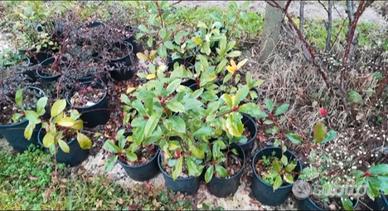 fotinie foglie rosse