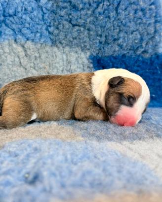 Bull terrier miniature femmina