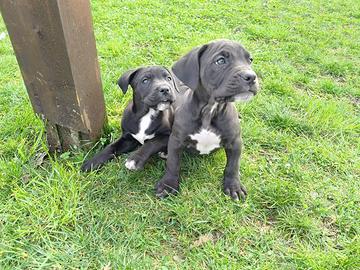 Cuccioli cane Corso