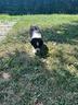 cucciolo-di-pastore-australiano-maschietto-