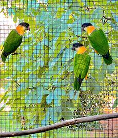 Caicchi testa nera da riproduzione